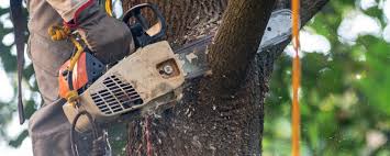 Best Root Management and Removal  in St Marys, PA
