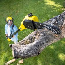 Best Tree Health Inspection  in St Marys, PA