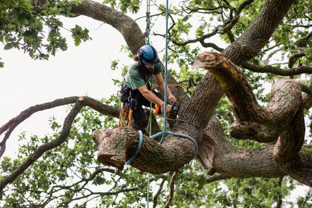 Best Tree Risk Assessment  in St Marys, PA