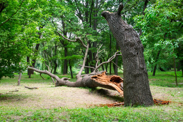 Best Tree Trimming and Pruning  in St Marys, PA