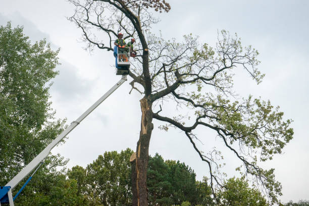 Best Emergency Tree Removal  in St Marys, PA