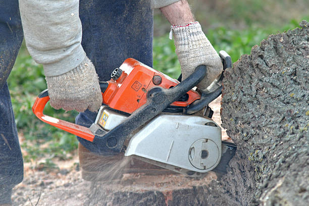  St Marys, PA Tree Care Pros