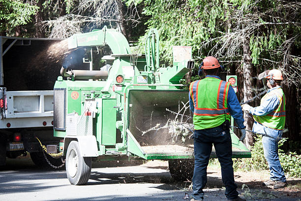 Professional Tree Care in St Marys, PA