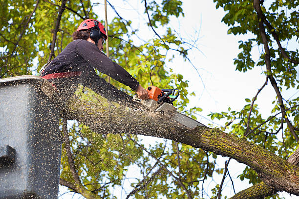 Best Tree and Shrub Care  in St Marys, PA