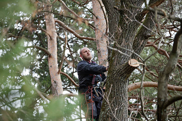 How Our Tree Care Process Works  in  St Marys, PA