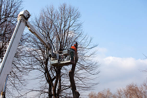 Best Palm Tree Trimming  in St Marys, PA