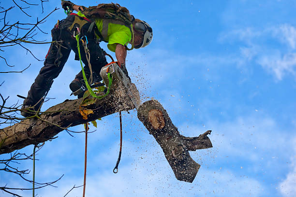 Best Stump Grinding and Removal  in St Marys, PA